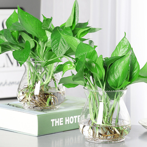 水培植物绿萝盆栽室内花卉好养绿n箩办公室绿植除吸甲醛水养客厅