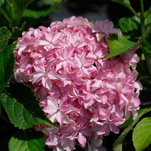 戴安娜王妃绣球