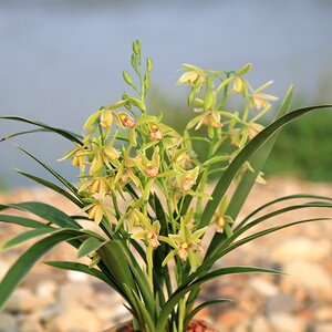 【夏兰花苗浓香型】夏兰花苗浓香型品牌,价格 - 阿里巴巴