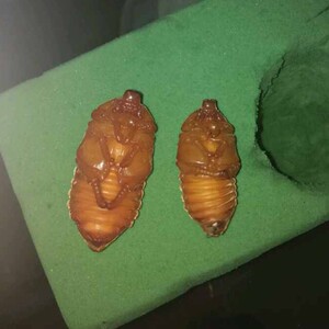 纺织,皮革 天然纺织原料 蚕茧,蚕丝 独角仙蛹