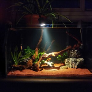 子太行热带雨林沙缸鱼缸y沙南美化妆砂红沙鱼底造红色沙鼠沙细沙