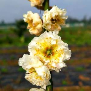 梅花黄香日本盆栽花苗花卉植物绿植庭院盆景黄金鹤大足老三梅园