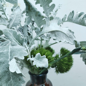 22新鲜银叶菊花束鲜花搭配叶手捧花玫瑰花装饰叶推荐客厅装饰p背