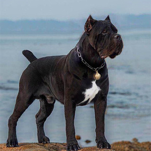 卡斯罗幼犬纯种黑色