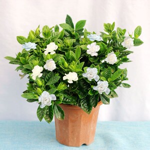 栀子花盆栽带花苞浓香型室内花卉绿植大棵四季开花室外七彩树苗