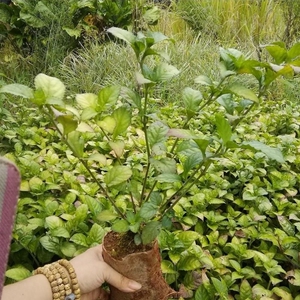 云南糯米香茶苗