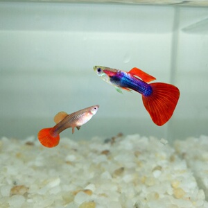 孔雀鱼巴西大耳