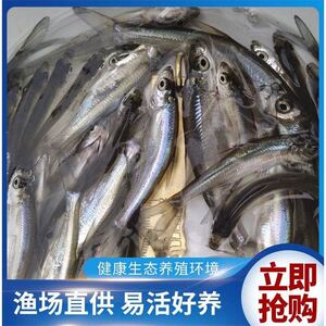 翘嘴鲌白鱼苗翘嘴鱼苗刁子鱼米翘壳淡水路亚养殖活体白条翘壳鱼苗