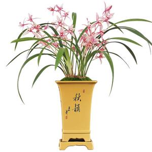 红艺浓香盆贵名栽苗品兰花建兰兰花精草本花卉办公室红花红芽