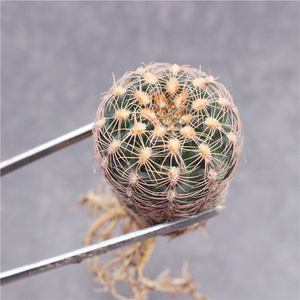 22罗星丸仙人球 红刺宝山开花好养防辐射盆栽l不扎手群生 萝卜根