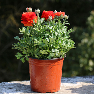 2021新品洋牡丹盆栽花毛莨花期长带花芹本物丹多年生x草叶植牡室