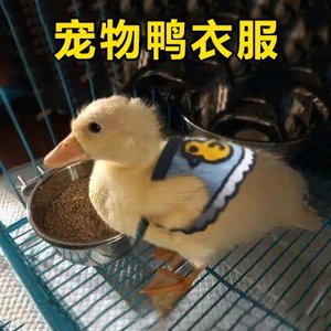 柯尔鸭衣服活物小鸭子穿的衣服小黄鸭宠物鸭宠物鸭可爱用品h装饰