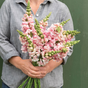 100人付款淘宝2222金鱼草b鲜花云南昆明基地直发商务办公家用水养插花