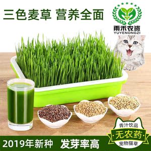 小麦种子小麦种孑麦苗麦草籽榨汁麦芽猫草种植盘架盆水培盒162人付款