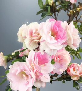 日本皋月娟之舞杜鹃花系列五彩夏娟一树多色四季绿植花卉盆栽植物