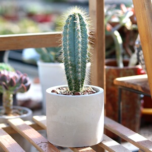 量天尺仙人柱实生