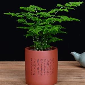 唐山云竹矮生文竹苗