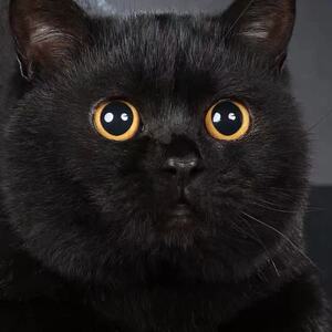 小黑猫宠物纯黑