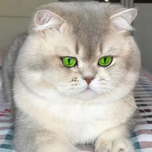 英短蓝眼睛纯种