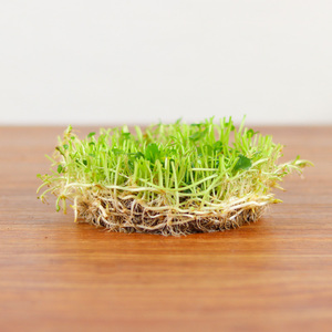 新品草茶无土水培植物去甲醛新房水中苗桌盆栽鱼r池水养招财进宝