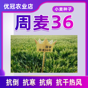 周麦36号麦种农科院小麦种子一代良种白麦矮杆铁杆抗倒旱地可种