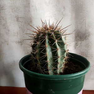 22实生巨人柱仙o人掌科 播种巨人柱高品种仙人柱 沙漠植物景观展