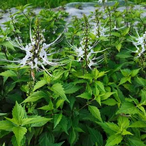 猫草盆栽猫须草盆栽猫须草种苗化石草肾炎猫须草肾茶5棵带根原土