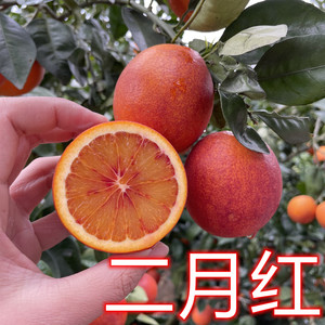 新鲜红血橙子