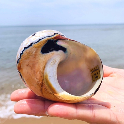 天然海螺贝壳南非蝾螺特大t绿螺嵘螺鱼缸造景送礼名贵精品收藏摆