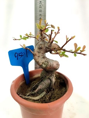 【火棘小品盆景】火棘小品盆景品牌,价格 - 阿里巴巴