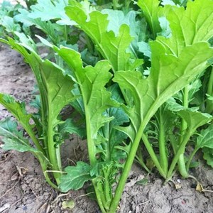 香叶饺子菜种香芥菜种籽盆栽四川四季蔬菜种子大叶小青菜春秋种植