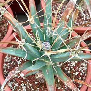 实生光山仙人球开黄花超大多肉植物a四大名球趣味迷你桌面盆栽.