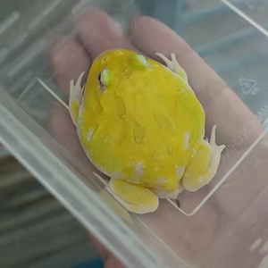宠物角蛙蛋黄角蛙白变幼体亚成体包邮特价处理