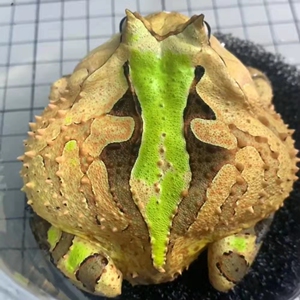宠物角蛙绿角观赏蛙 两栖草莓南瓜黄金爬宠非洲牛蛙宇治青蛙