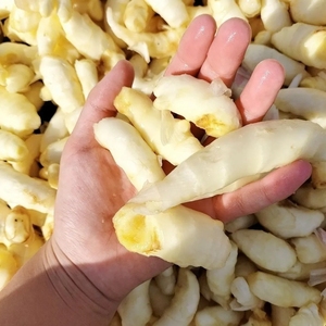 嫩姜姜芽仔姜新鲜五斤山东生姜醋泡姜红芽姜生姜小嫩姜芽鲜姜