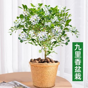 九里香盆栽易活驱蚊植物老桩盆景树苗四季千里香花卉桌面好养绿植