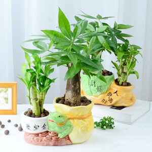 发财竹水养客厅