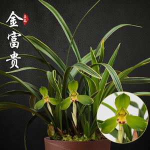 金富贵金边春兰兰花苗盆栽兰草名贵浓香花苞室内阳台好养花卉绿植
