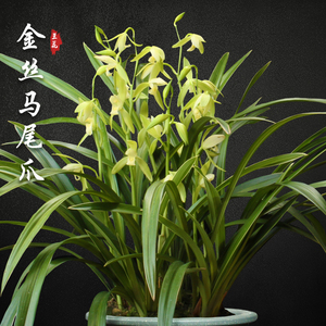 金丝马尾爪 金边兰花盆栽四季兰草名贵浓香花苞好养建兰花卉绿植