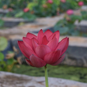 22f中国红北京  真大中型荷花碗莲睡莲种子藕盆栽水培水生植物花