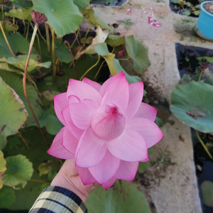 22宜良千瓣  真大中型荷花碗莲睡莲种子藕盆栽水培水d生植物花卉