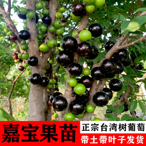 嘉宝果树苗正宗树葡萄台湾四季艾斯卡沙巴盆栽阳台庭院南北方种植