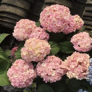 花芬坊筑紫之舞绣球花苗盆栽八仙花阳台庭院耐寒植物四季开花卉