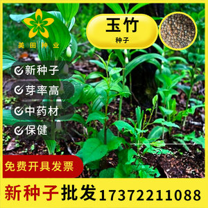 野生玉竹种子 可食用 鸡头黄精 爪子参黄鸡菜老虎姜 黄精蔬菜种籽