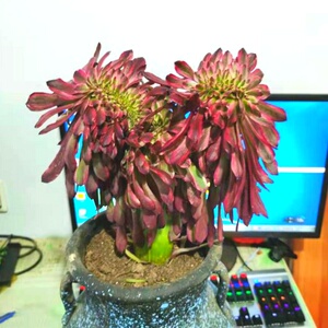 高端稀有法师多肉v植物君美丽缀化室内阳台绿植花卉吸甲醛防辐射