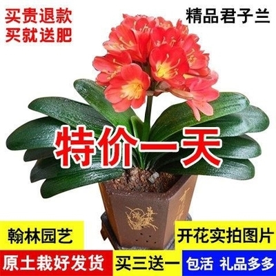 原土发货包成活】七彩南非君子兰花苗君子兰n苗室内绿植花卉盆栽