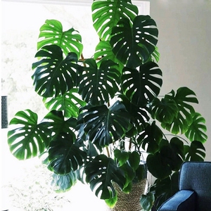 龟背竹大叶绿植盘景室内盆景室内花卉不需阳光植物盆栽易成活四.