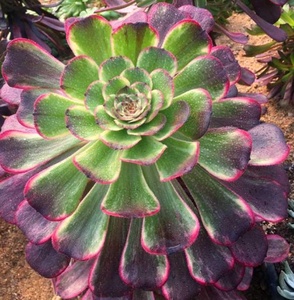 黑金刚法师手捧花水墨画变异多肉植物法师老桩盆栽花卉.