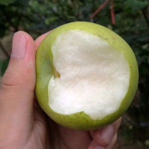 早熟梨新品种翠玉梨 518梨树苗 嫁接梨苗 翡翠梨树苗当年结果树苗