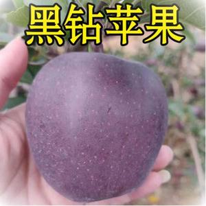 昭通黑卡黑钻苹果水果6斤紫色嘎啦新品种脆甜现摘新鲜当季平安果